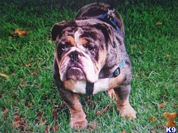 English Bulldog dog